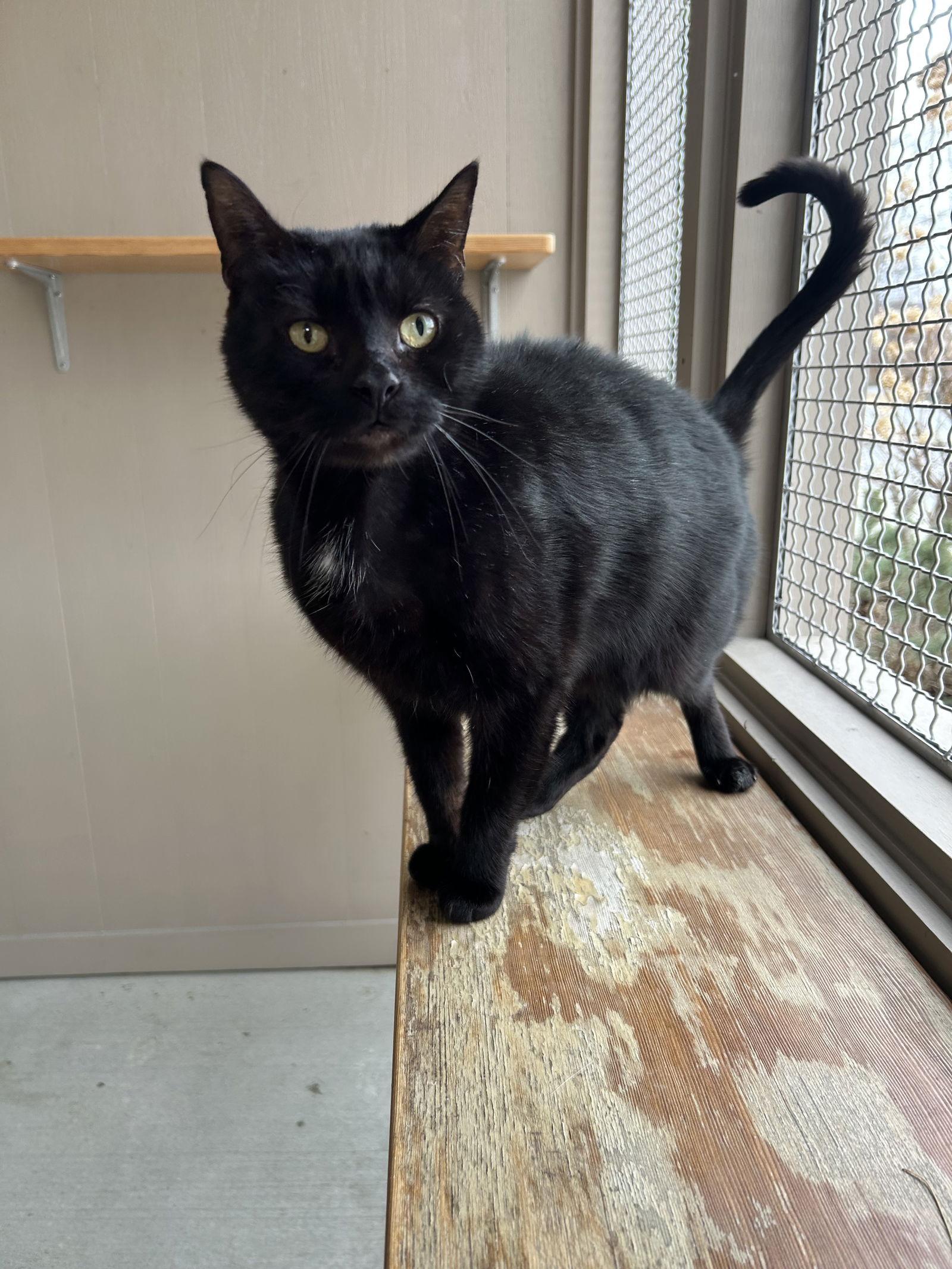 Spooky, Adopted, Senior Male Domestic Short Hair.