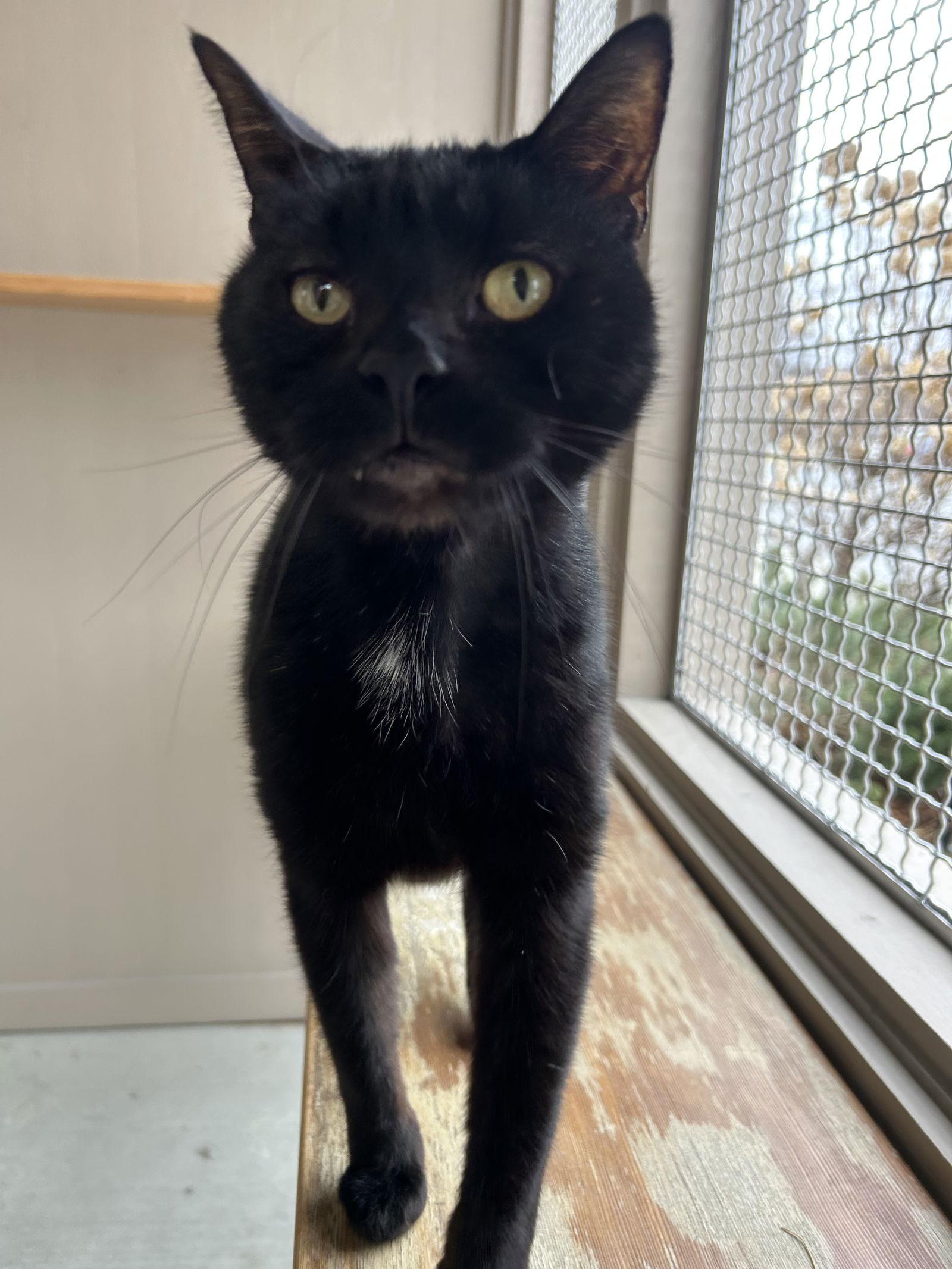 Enlarge Spooky, a Adopted Domestic Short Hair in Arlington, VT image 2/3