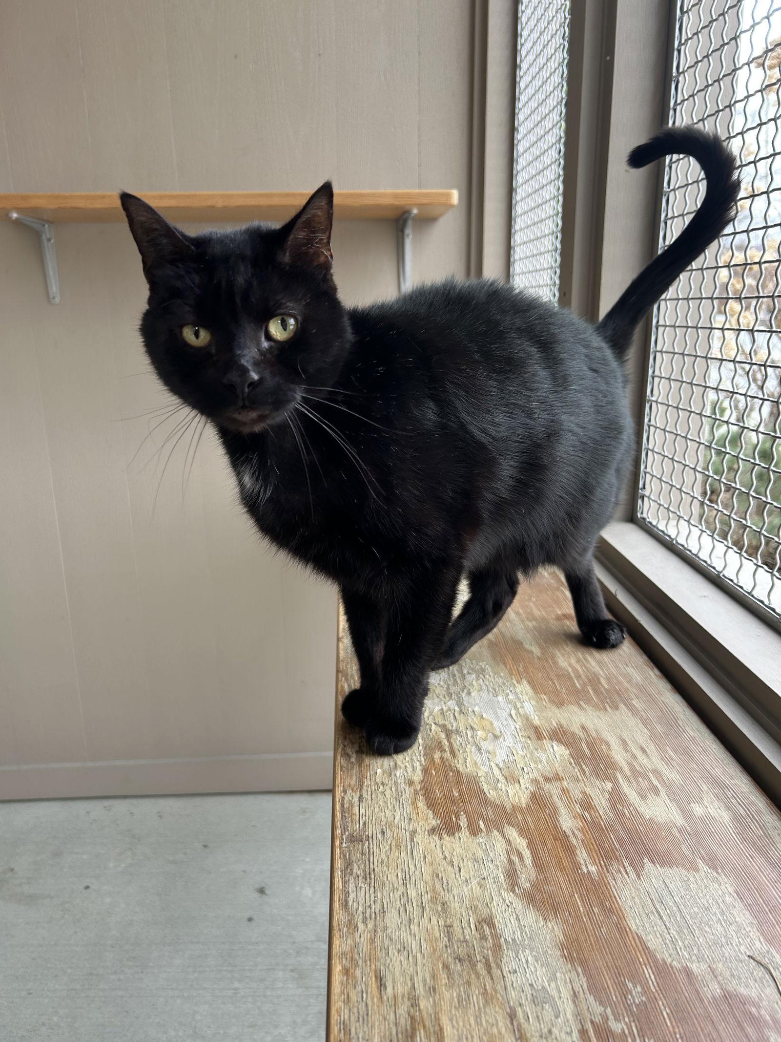 Enlarge Spooky, a Adopted Domestic Short Hair in Arlington, VT image 3/3