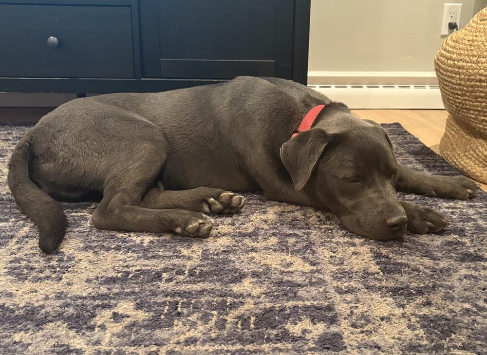 Mavi, Adoptable, Young Male Labrador Retriever & Mixed Breed.