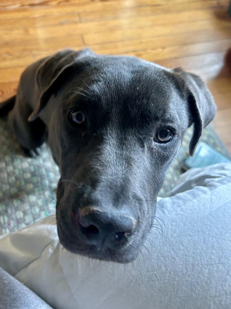 Enlarge Mavi, a Adoptable mixed breed in Denver, CO image 2/5