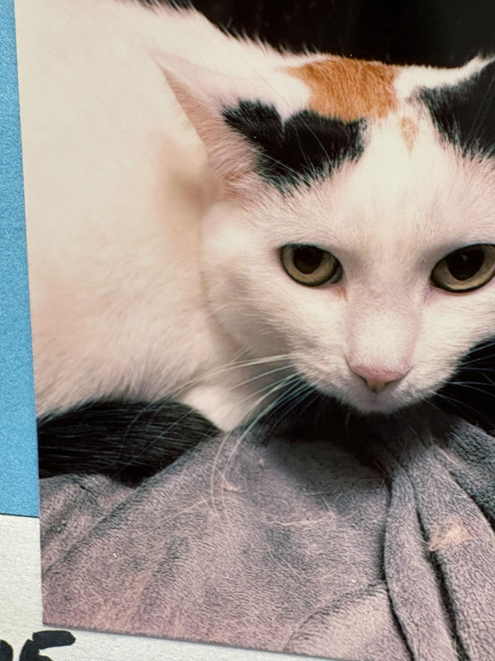 Callie, Adoptable, Young Female Calico.