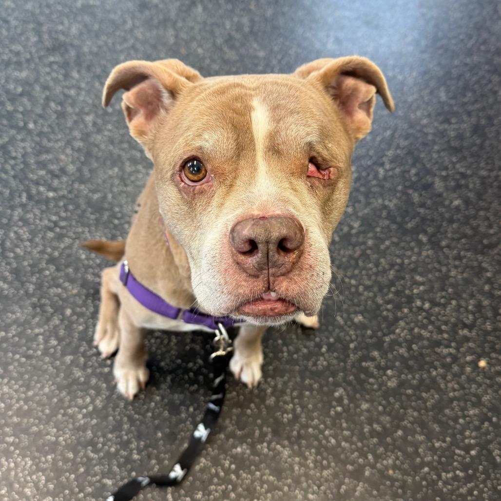 Enlarge Orla, a Adoptable Mixed Breed in Middlebury, VT image 1/6