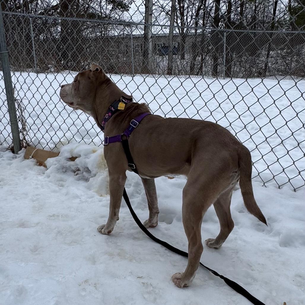 Enlarge Orla, a Adoptable Mixed Breed in Middlebury, VT image 2/6