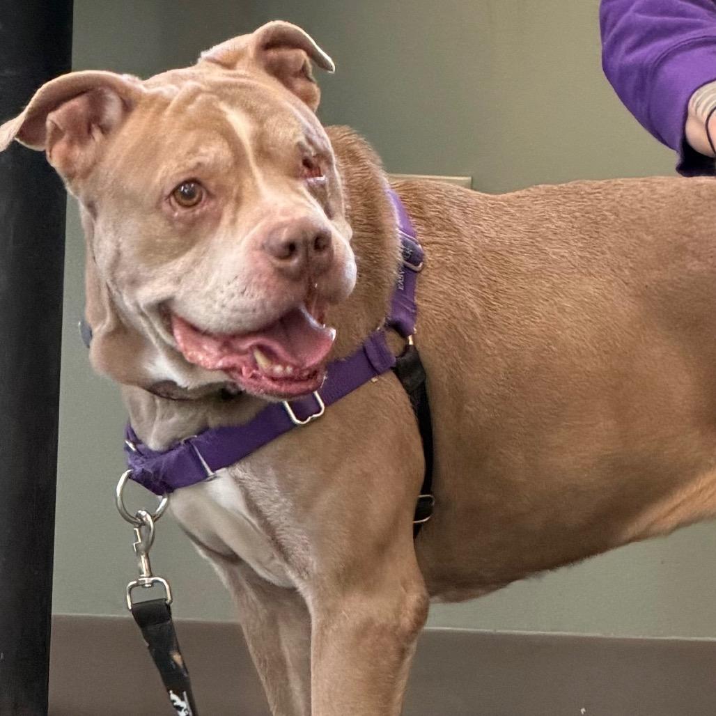 Enlarge Orla, a Adoptable Mixed Breed in Middlebury, VT image 3/6