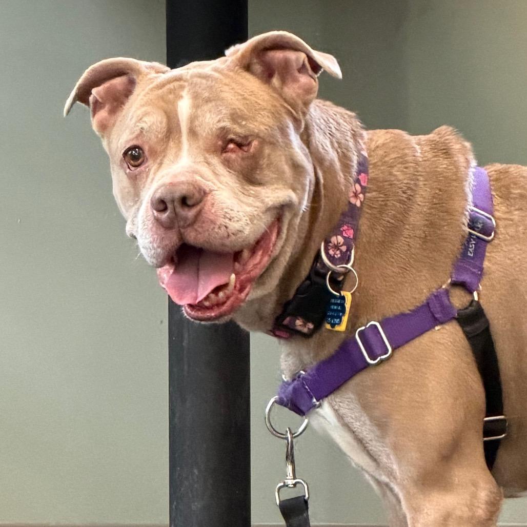 Enlarge Orla, a Adoptable Mixed Breed in Middlebury, VT image 4/6