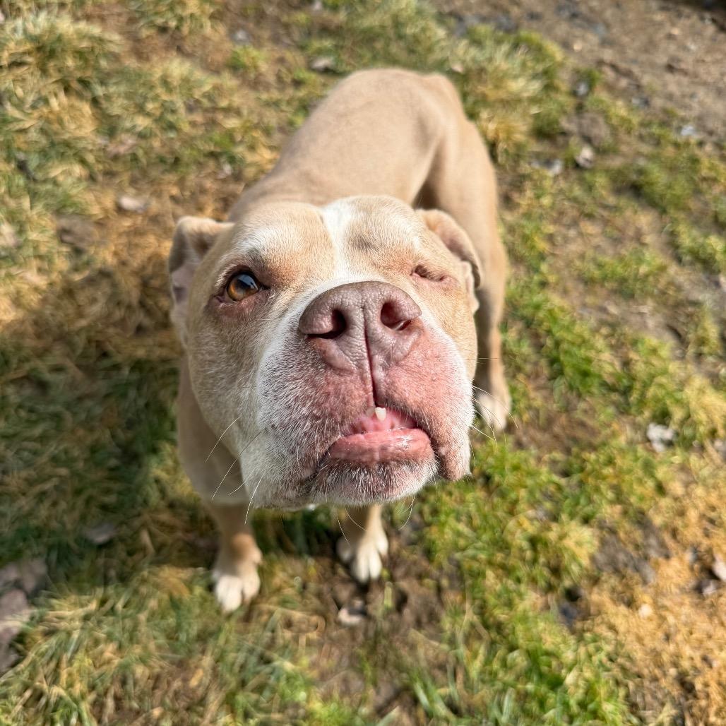 Enlarge Orla, a Adoptable Mixed Breed in Middlebury, VT image 5/6