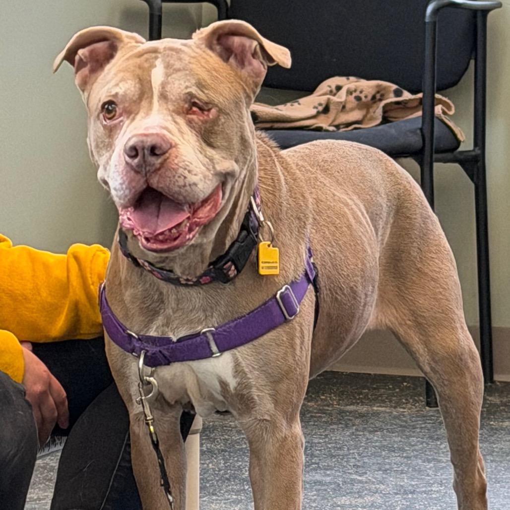 Enlarge Orla, a Adoptable Mixed Breed in Middlebury, VT image 6/6