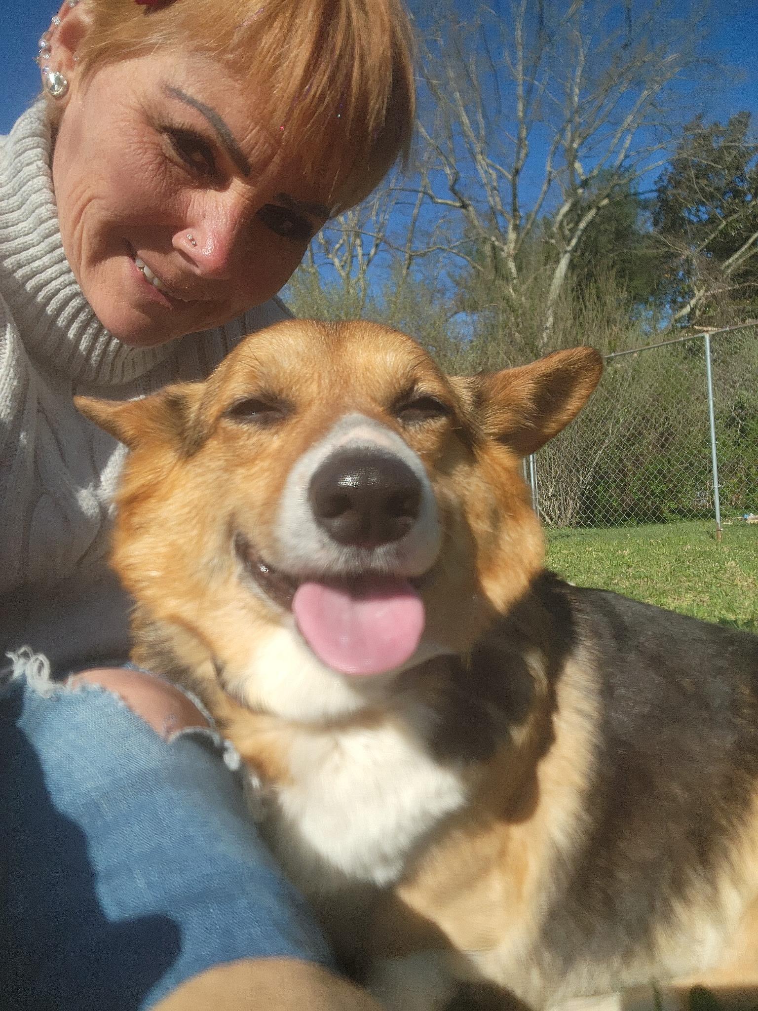 Daffodil , ADOPTABLE, Adult Female Corgi.