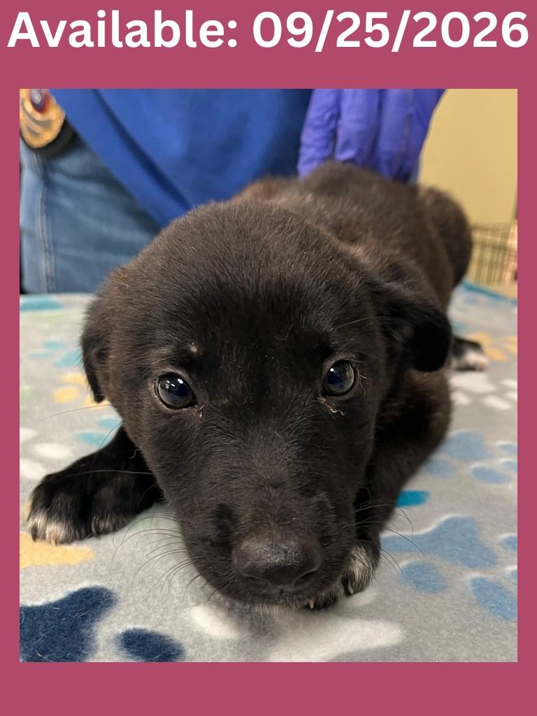 Dog Kennel #25, Adoptable, Puppy Female Shepherd & Mixed Breed.