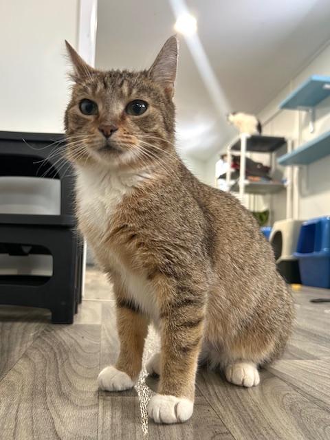 Enlarge Bistro, an adoptable Domestic Short Hair in Ashland, OH image 1/3