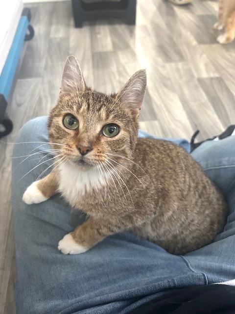 Enlarge Bistro, an adoptable Domestic Short Hair in Ashland, OH image 2/3