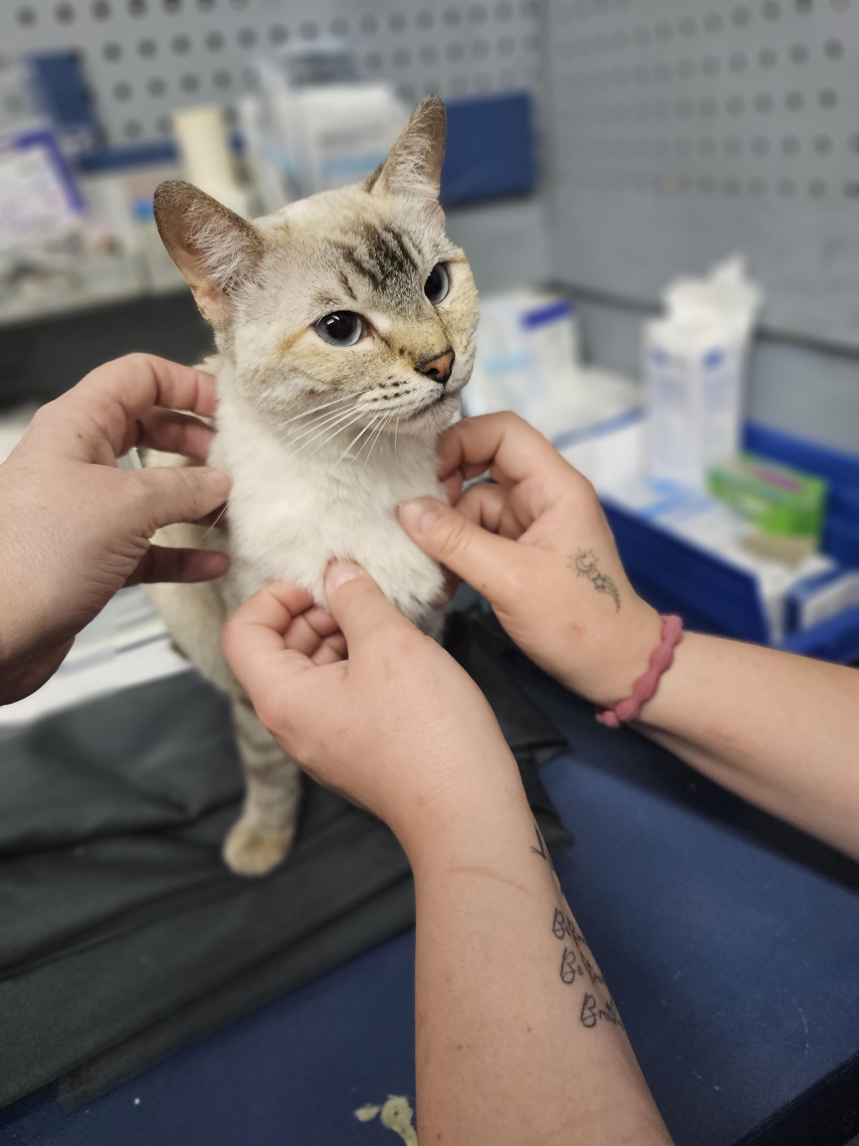 Soffie, Adoptable, Young Female Domestic Short Hair.