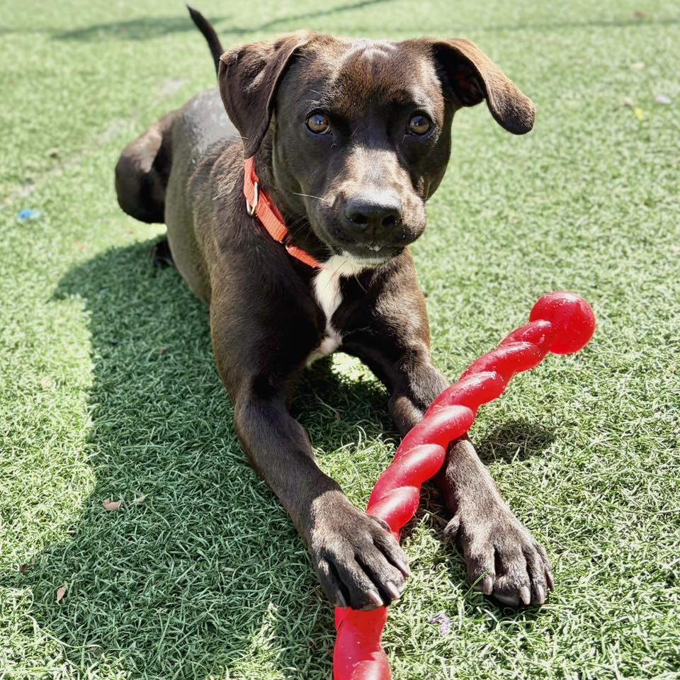 Enlarge Beignet, a ADOPTABLE mixed breed in Whitehall, PA image 3/6