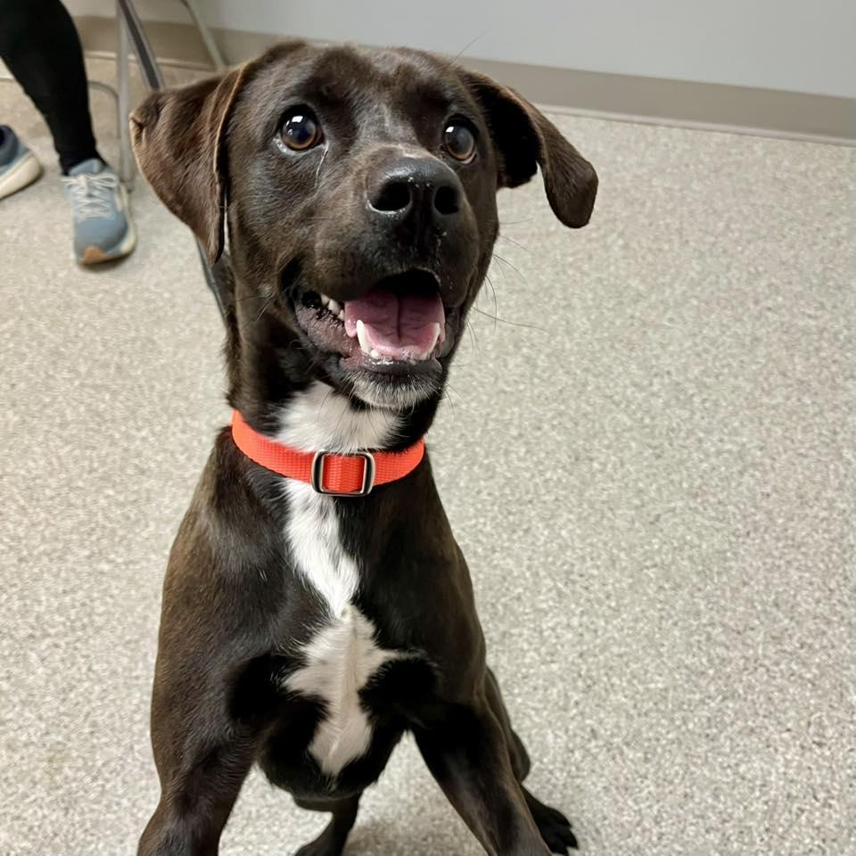 Enlarge Beignet, a ADOPTABLE mixed breed in Whitehall, PA image 6/6