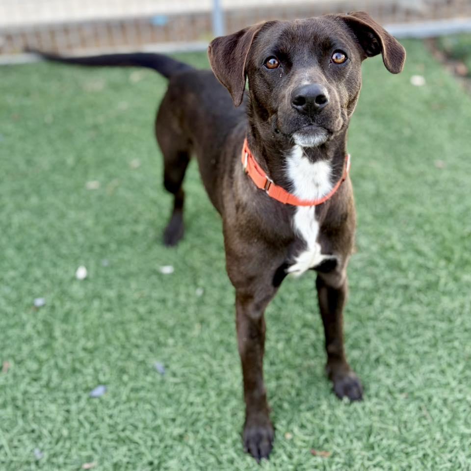 Enlarge Beignet, a ADOPTABLE mixed breed in Whitehall, PA image 2/6