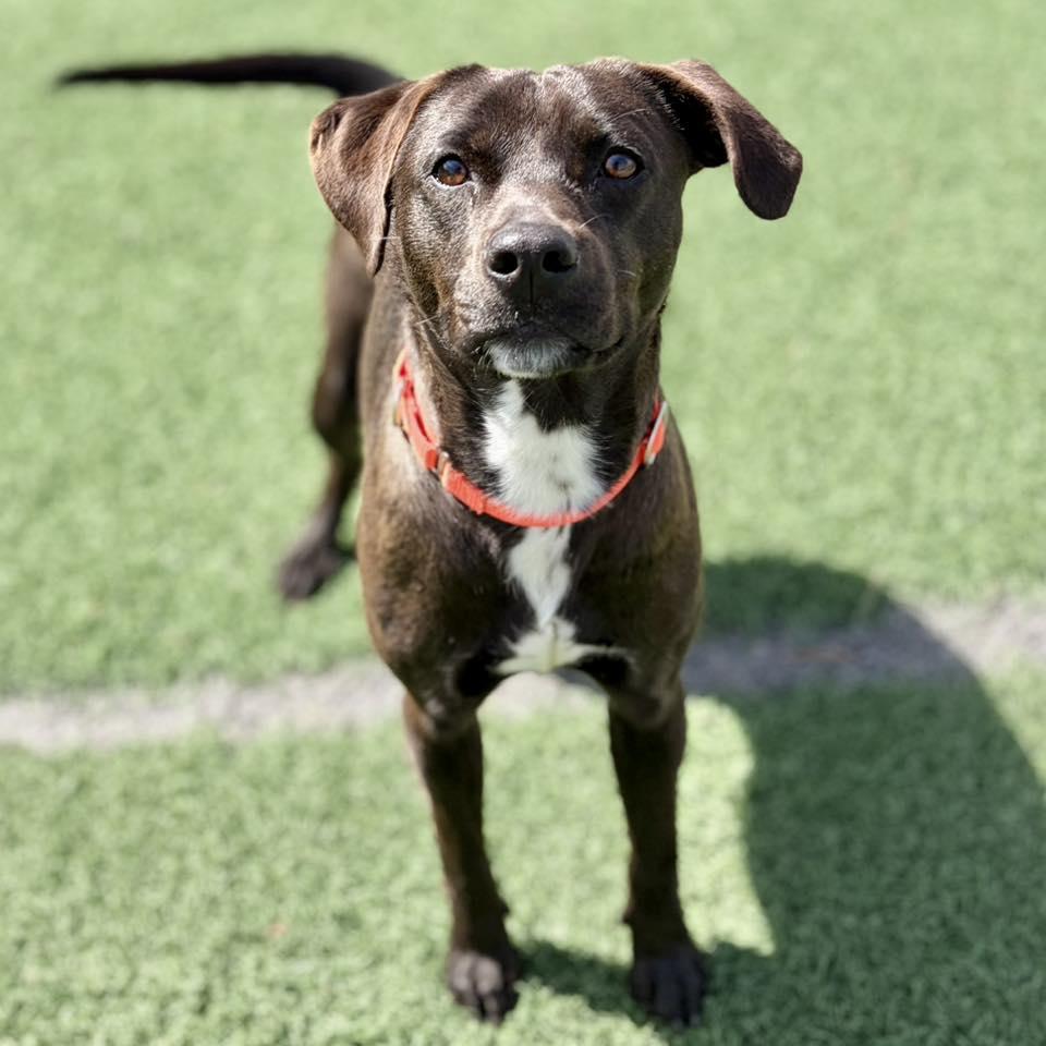 Enlarge Beignet, a ADOPTABLE mixed breed in Whitehall, PA image 1/6