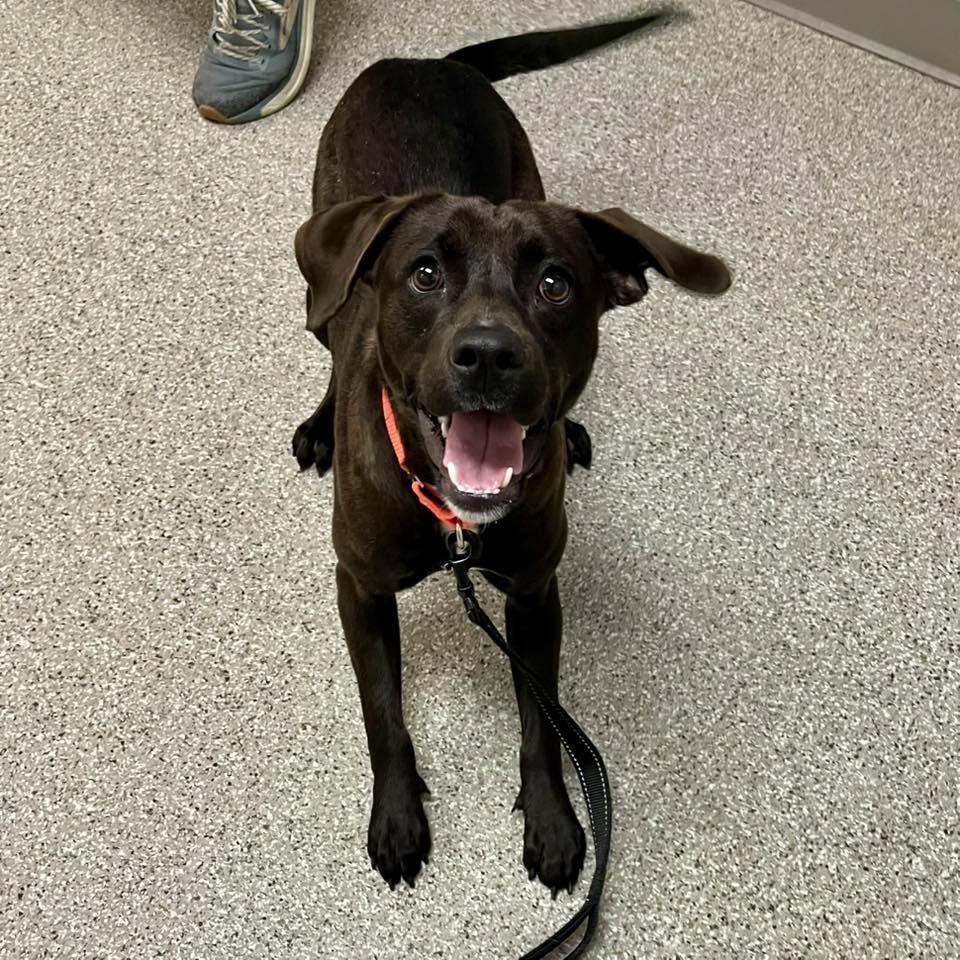 Enlarge Beignet, a ADOPTABLE mixed breed in Whitehall, PA image 4/6