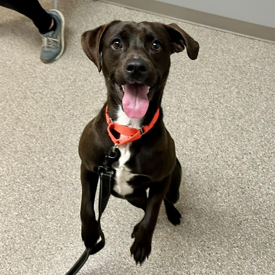 Enlarge Beignet, a ADOPTABLE mixed breed in Whitehall, PA image 5/6
