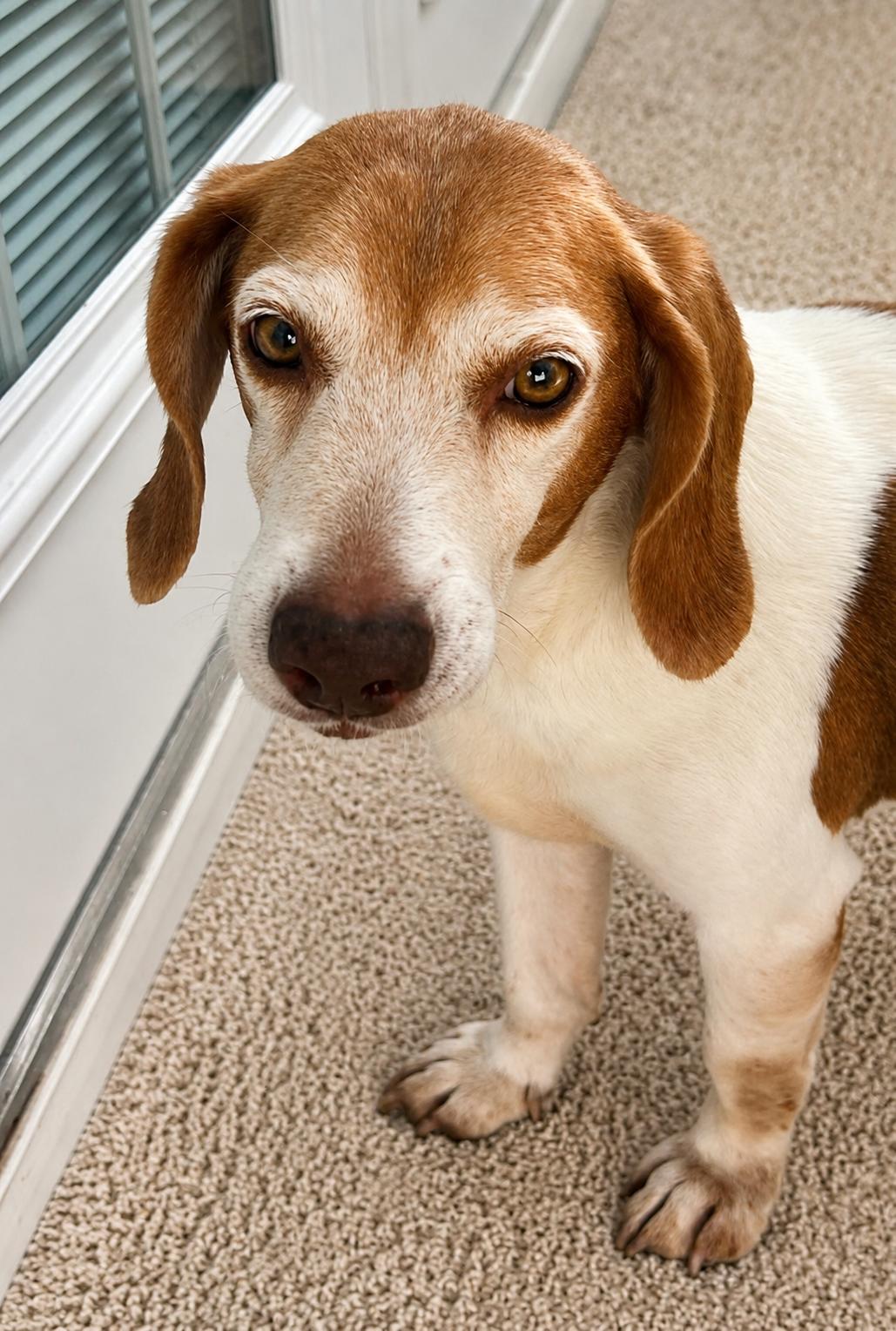 Macie, a Adoptable Beagle in Dunnellon, FL image 1/3