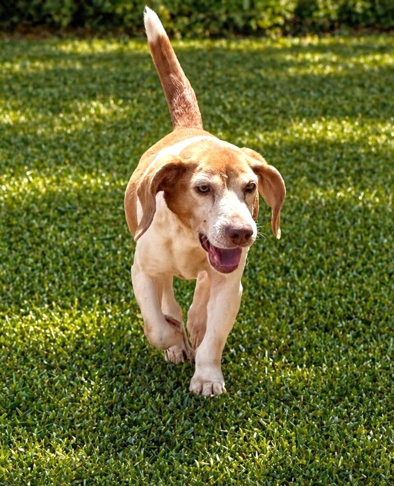 Macie, a Adoptable Beagle in Dunnellon, FL image 2/3
