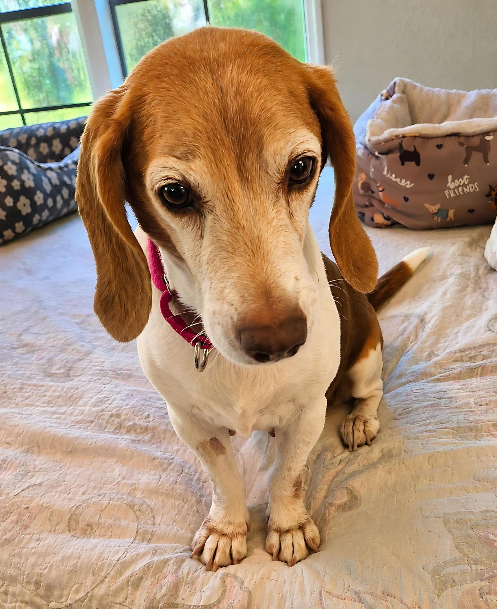 Macie, Adoptable, Senior Female Beagle.