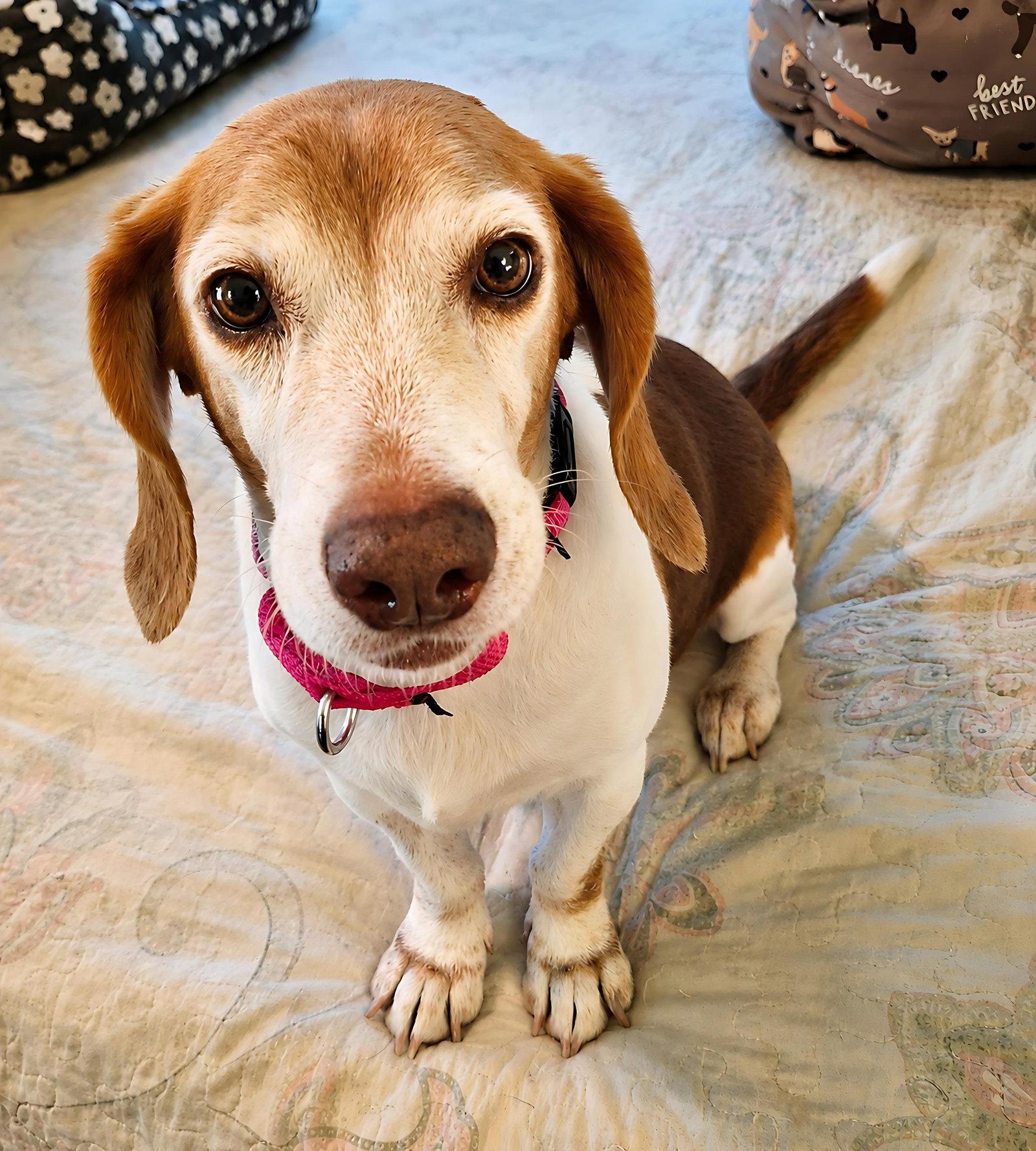Enlarge Macie, a Adoptable Beagle in Dunnellon, FL image 2/3