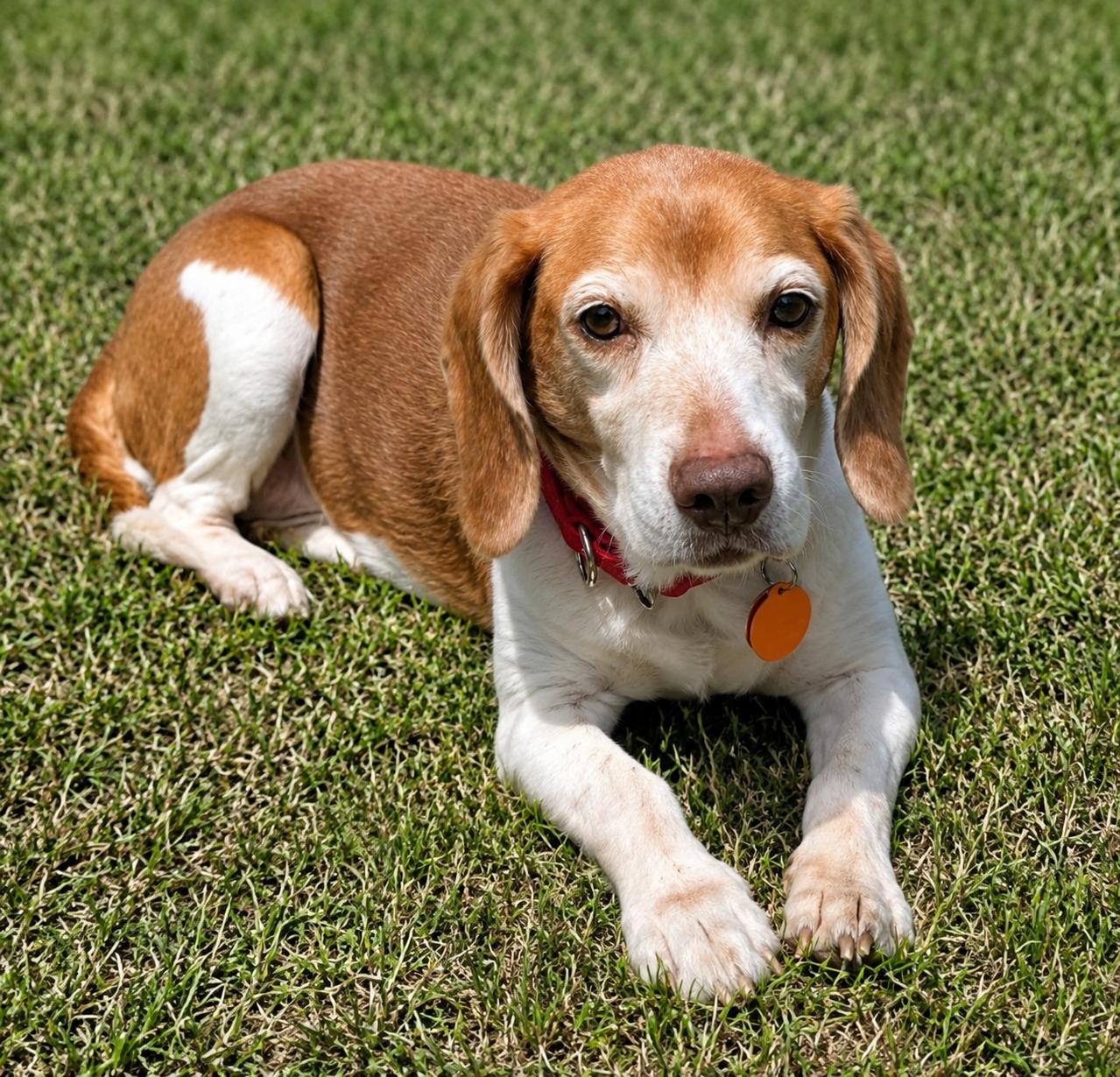 Macie, a Adoptable Beagle in Dunnellon, FL image 3/3