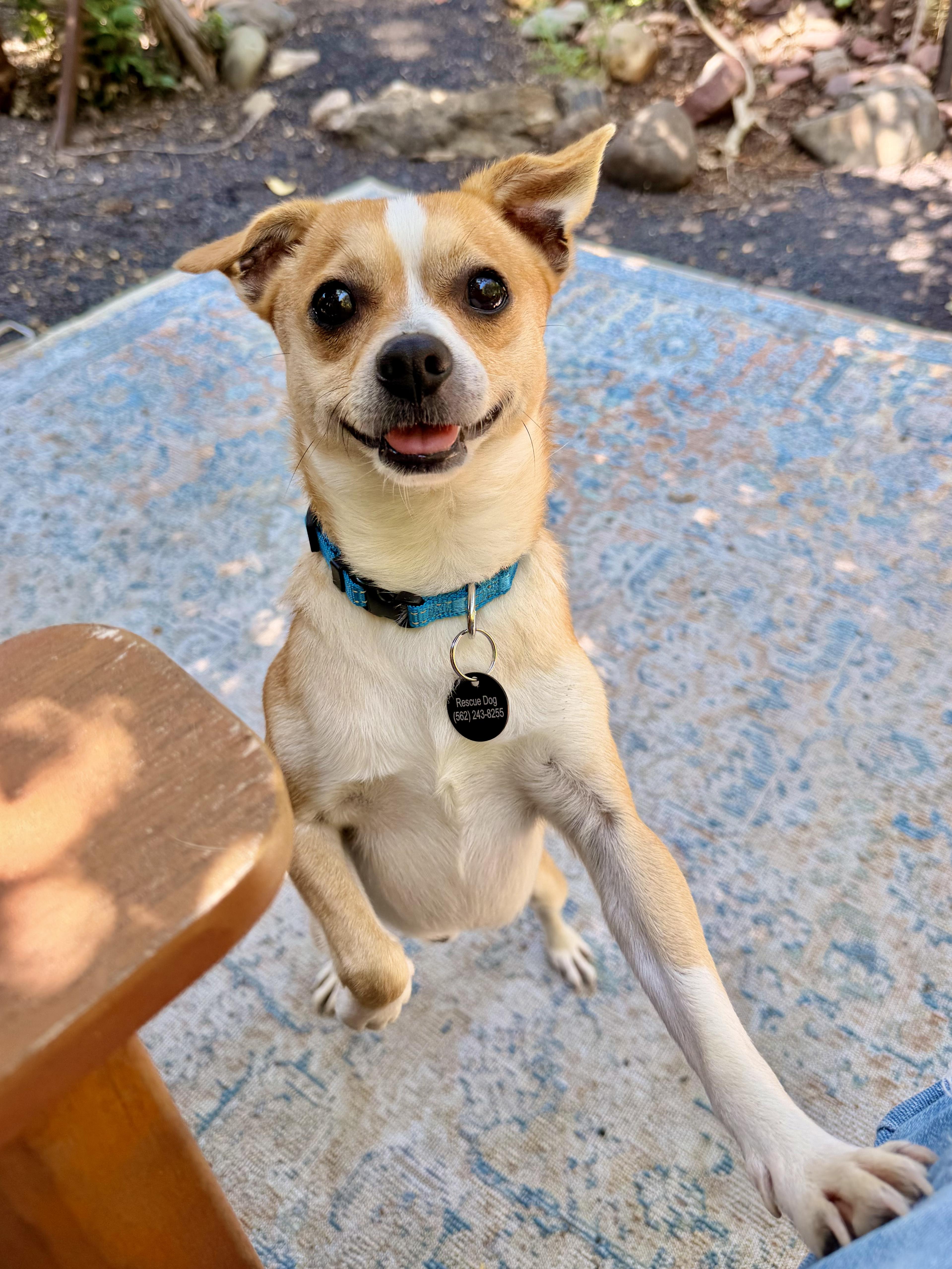 Nutters, adopted, Adult Male Chihuahua.