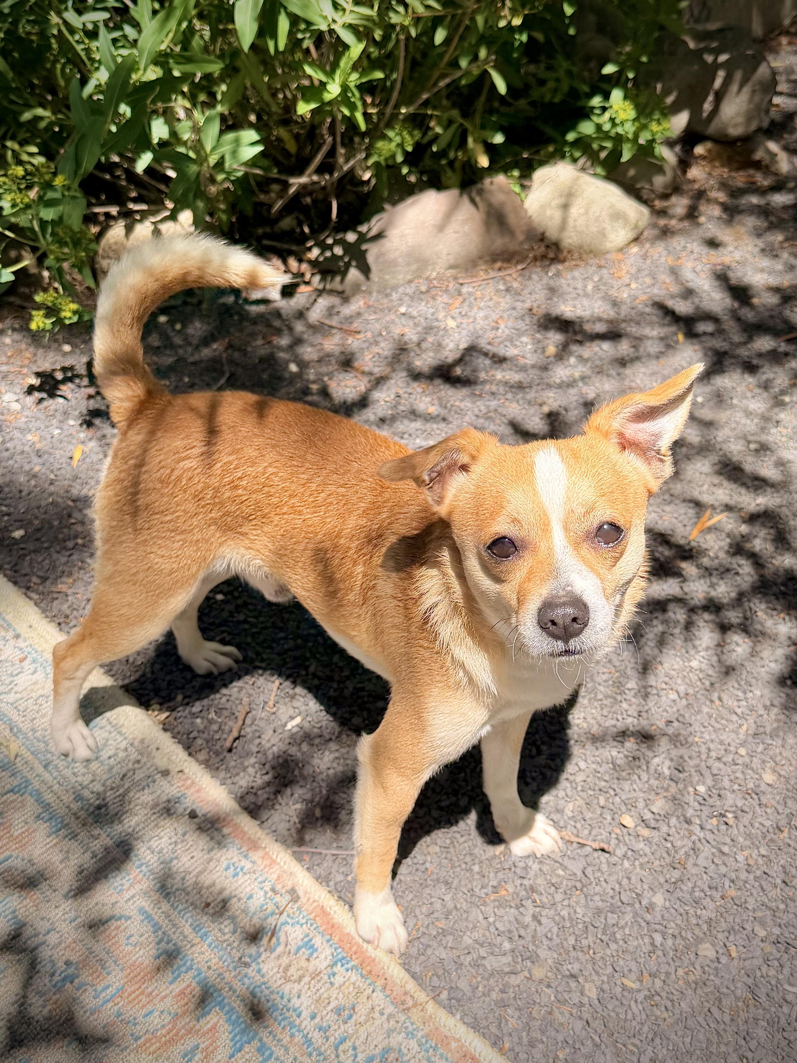Enlarge Nutters, an adopted mixed breed in Chico, CA image 5/6