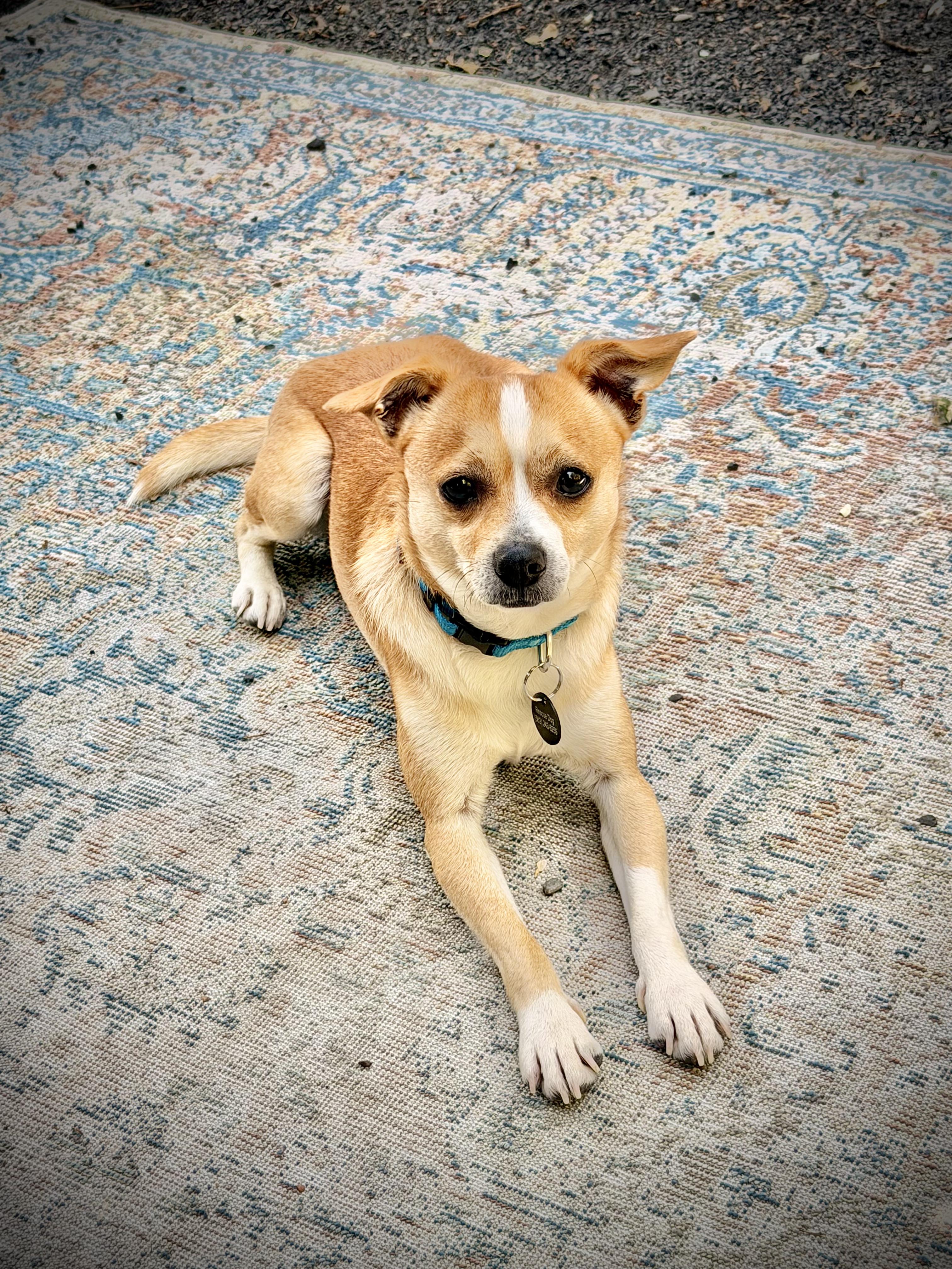 Enlarge Nutters, an adopted mixed breed in Chico, CA image 3/6