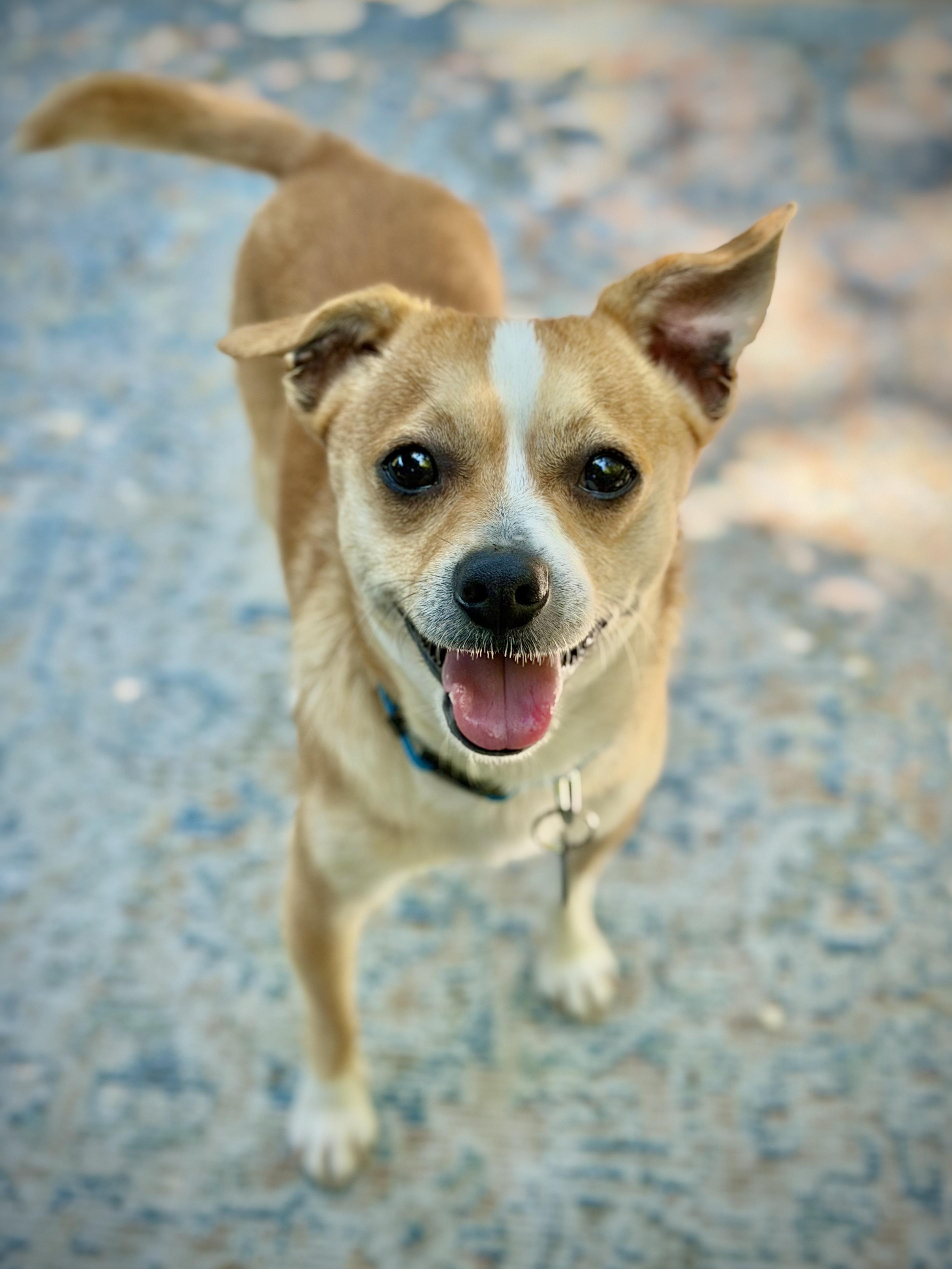 Enlarge Nutters, an adopted mixed breed in Chico, CA image 6/6