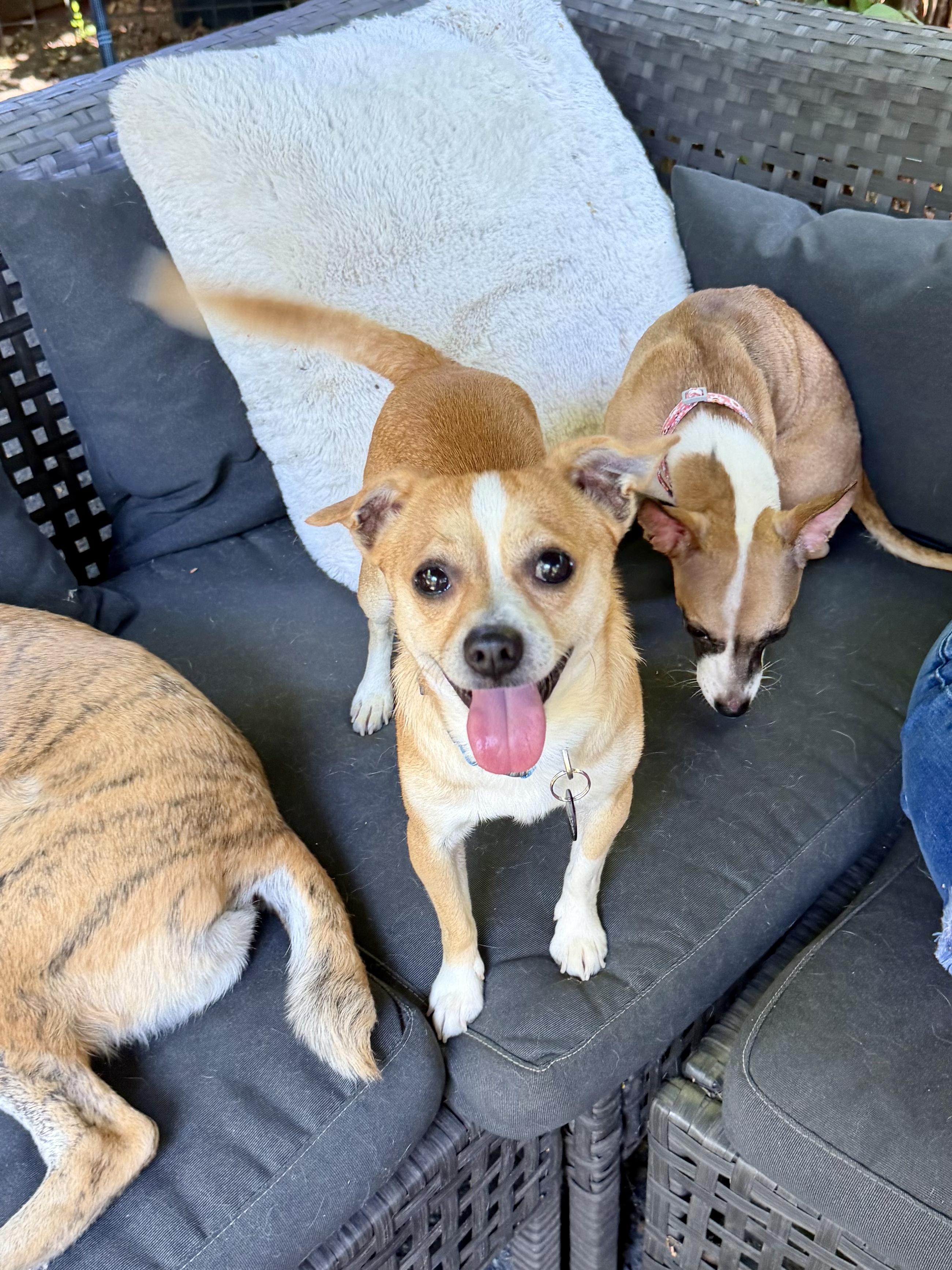 Enlarge Nutters, an adopted mixed breed in Chico, CA image 4/6