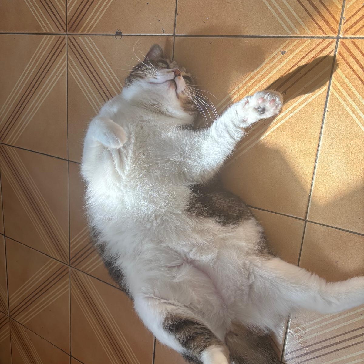 Ally, a Adoptable Domestic Short Hair in Montreal, QC image 6/6