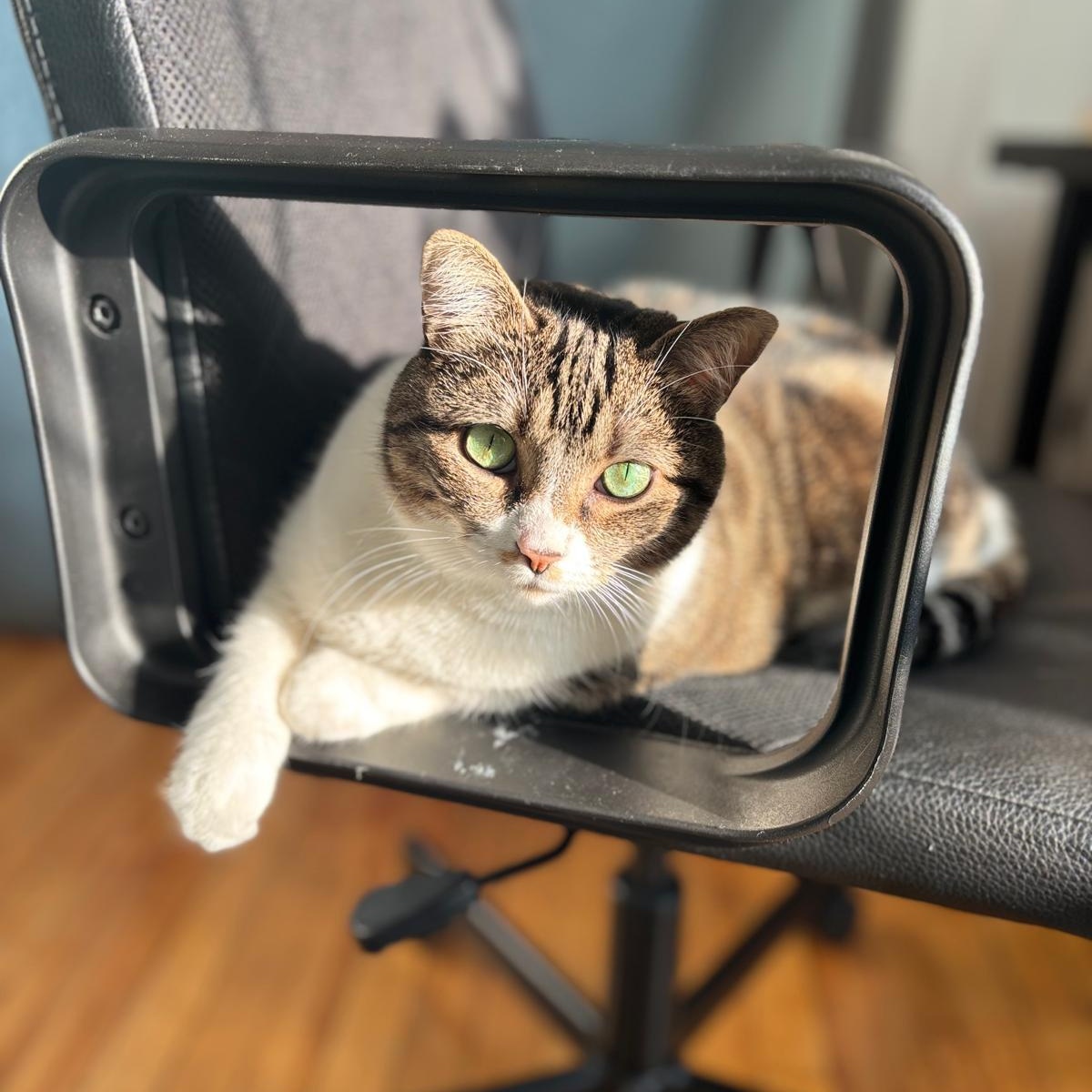 Ally, a Adoptable Domestic Short Hair in Montreal, QC image 1/6