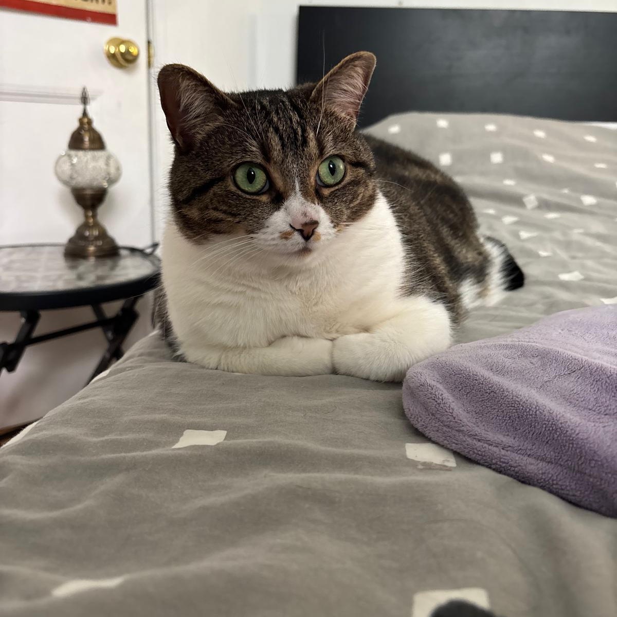 Ally, a Adoptable Domestic Short Hair in Montreal, QC image 5/6