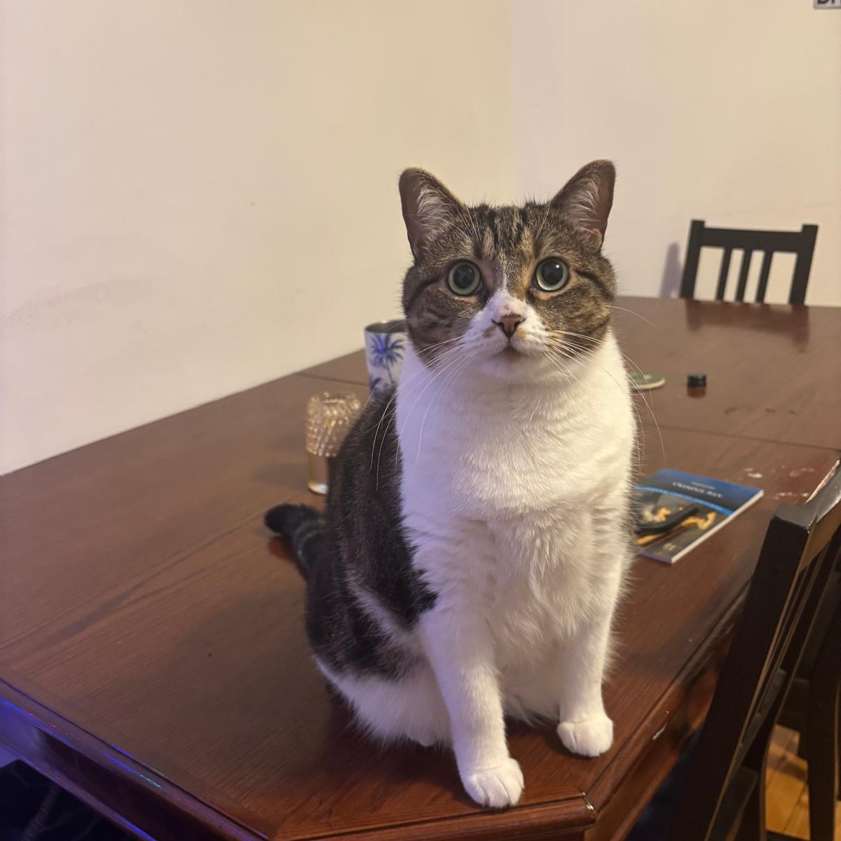 Ally, a Adoptable Domestic Short Hair in Montreal, QC image 3/6