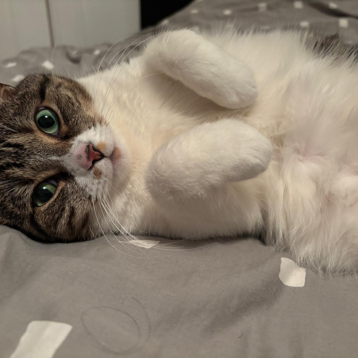 Ally, a Adoptable Domestic Short Hair in Montreal, QC image 2/6