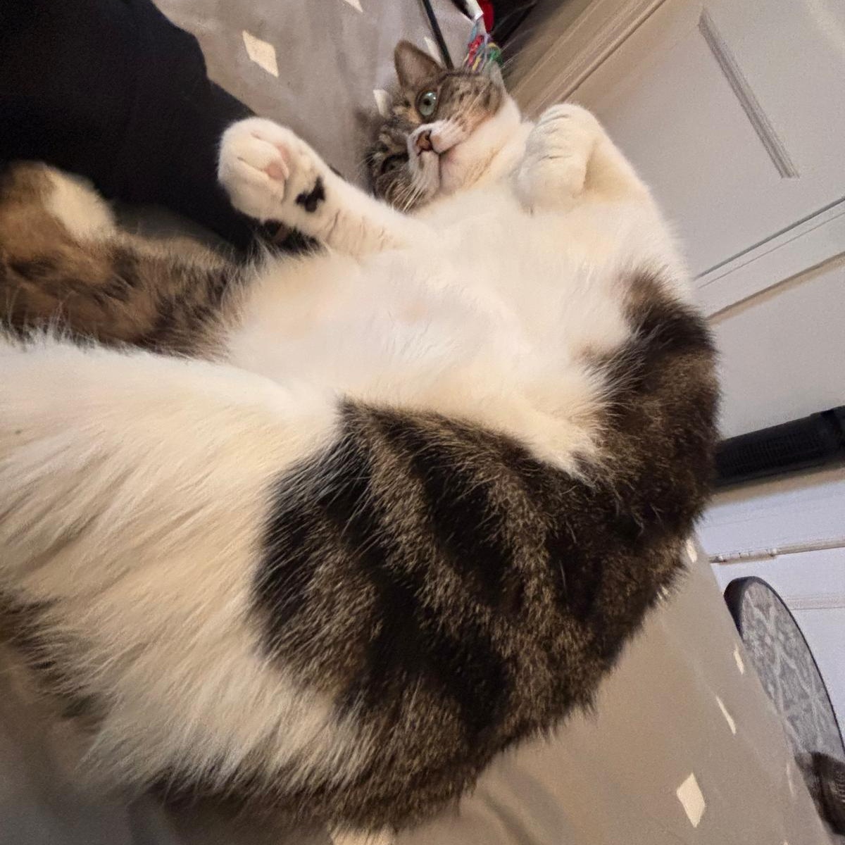 Ally, a Adoptable Domestic Short Hair in Montreal, QC image 4/6