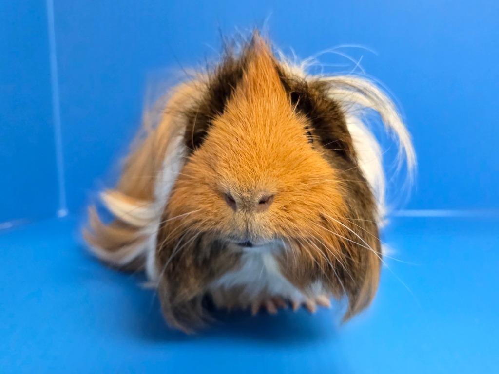 Portunus, a Adoptable mixed breed in Lewisville, TX image 2/3