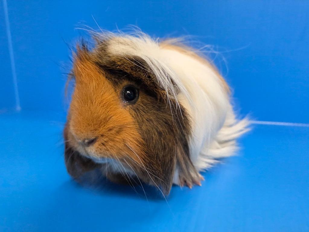 Portunus, a Adoptable mixed breed in Lewisville, TX image 3/3