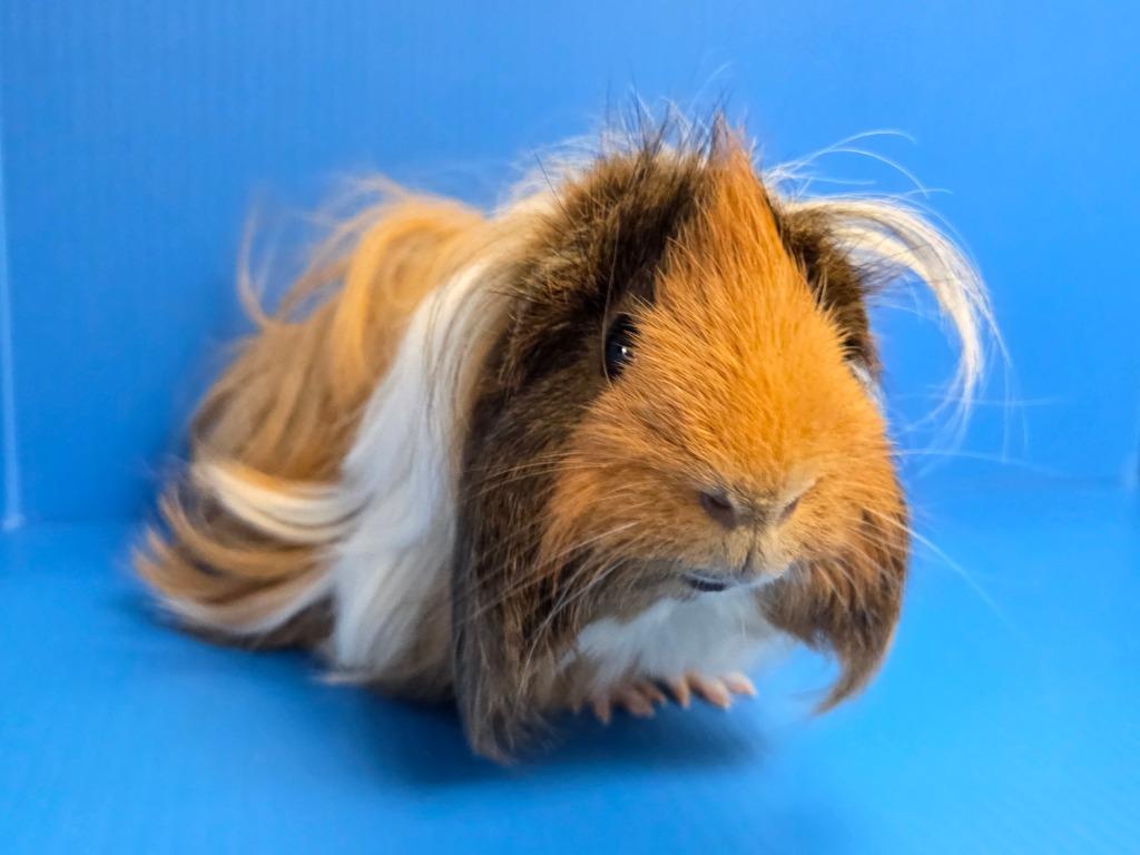 Portunus, Adoptable, Young Male Guinea Pig.