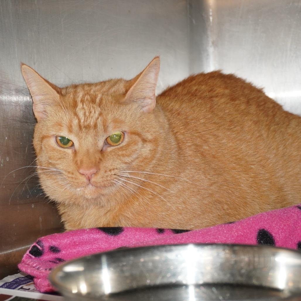 Cheeto — thumbnail 2