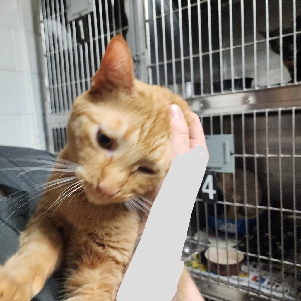 Cheeto — thumbnail 3