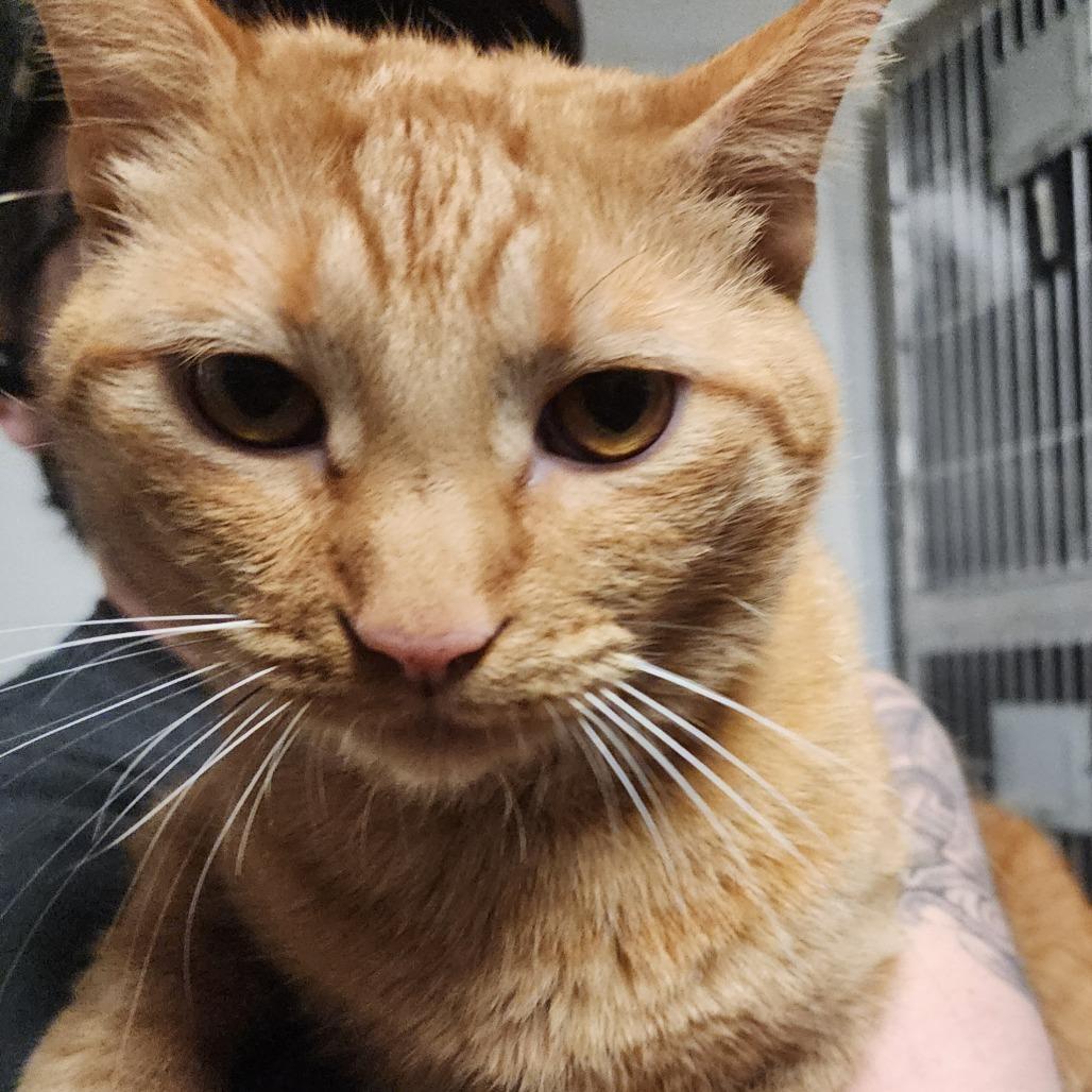 Cheeto — thumbnail 4