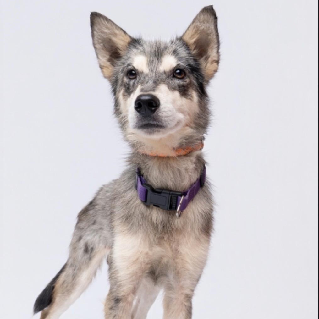 Enlarge Tucker is such a sweetheart, a Adoptable mixed breed in Cambridge, MA image 2/5