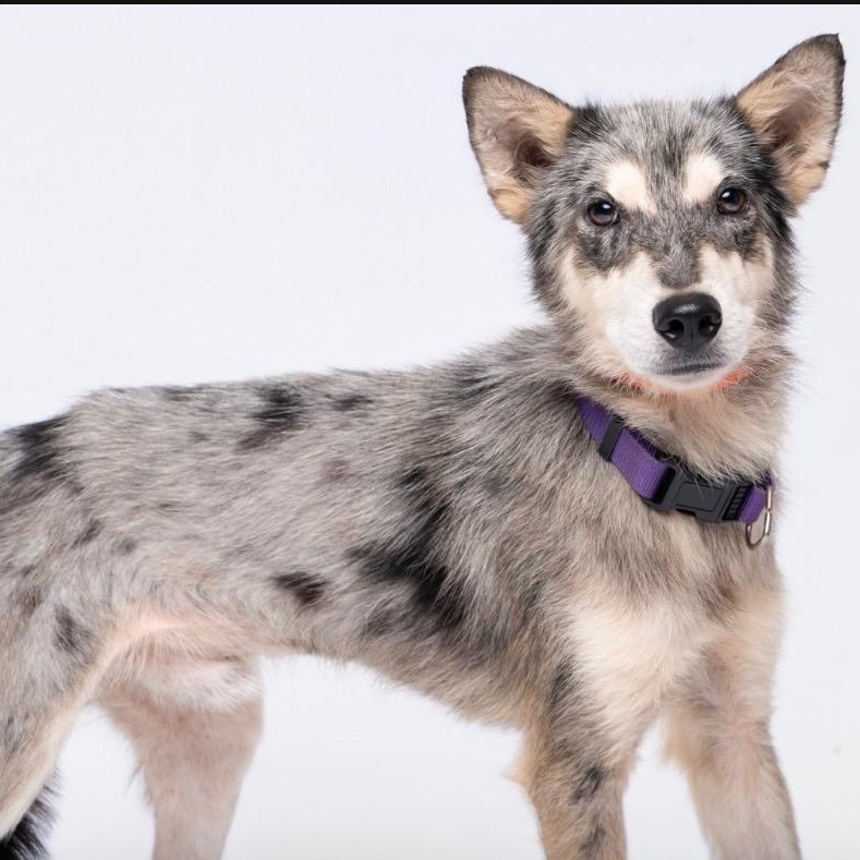 Enlarge Tucker is such a sweetheart, a Adoptable mixed breed in Cambridge, MA image 1/5