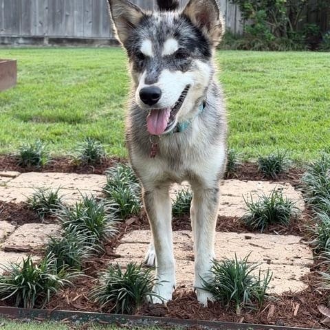Enlarge Tucker is such a sweetheart, a Adoptable mixed breed in Cambridge, MA image 3/5