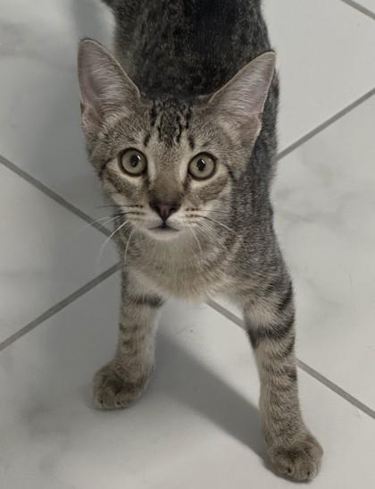 Big Bird, Adoptable, Kitten Male Domestic Short Hair & Domestic Short Hair.
