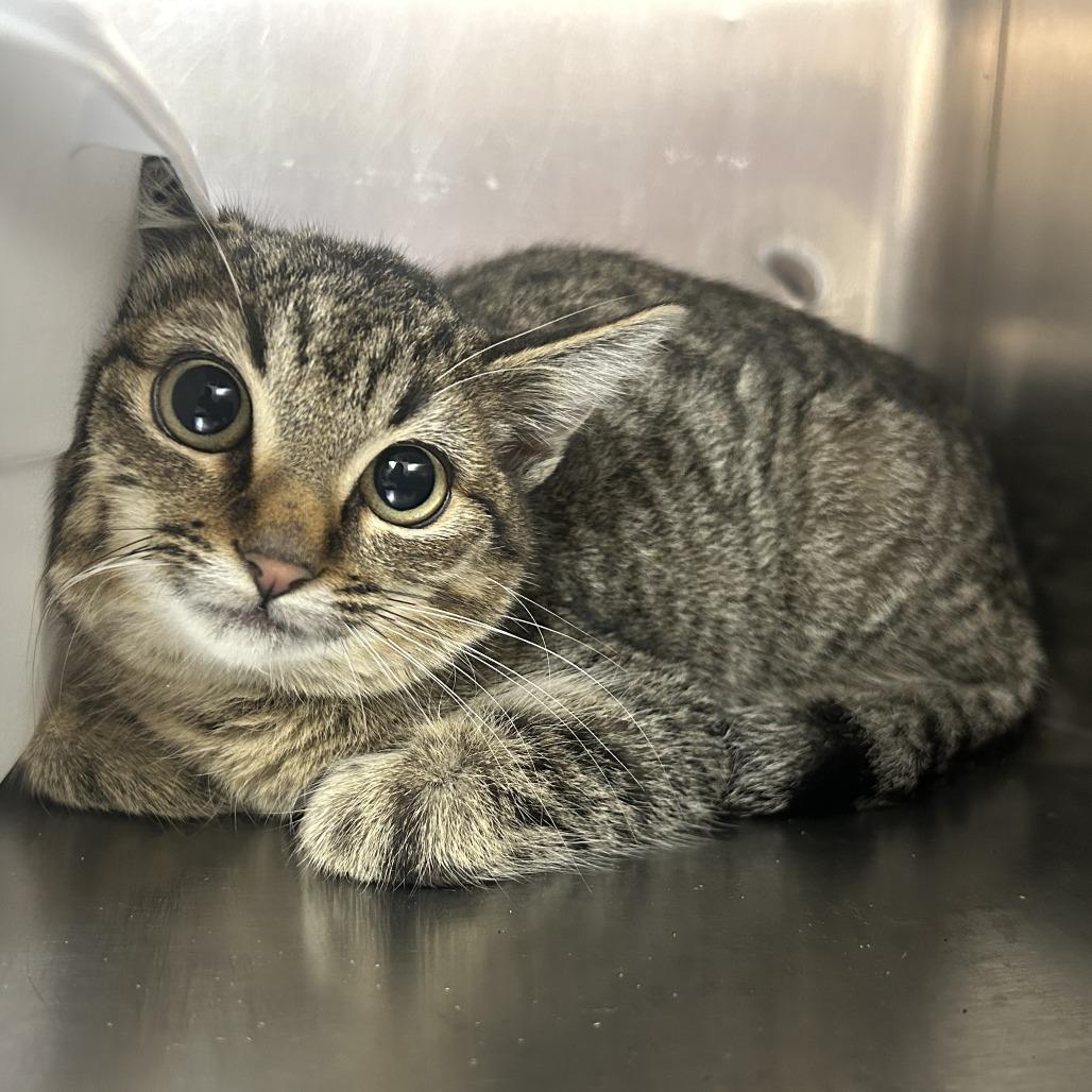 bingbong, Adoptable, Young Female Domestic Short Hair.